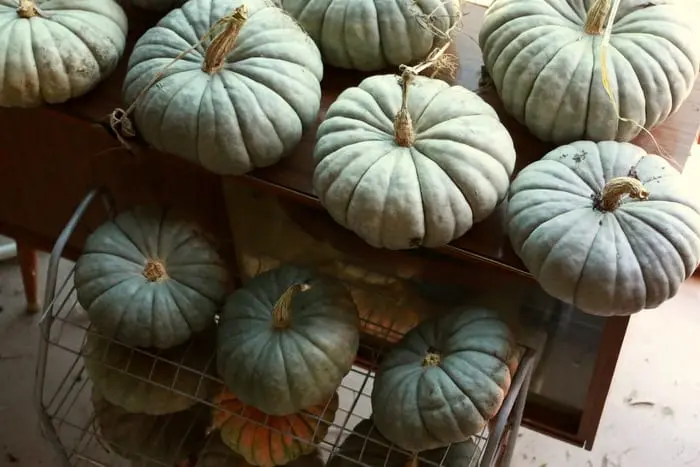 How to store a pumpkin in an apartment