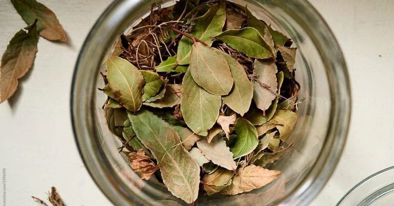 How to store bay leaves at home