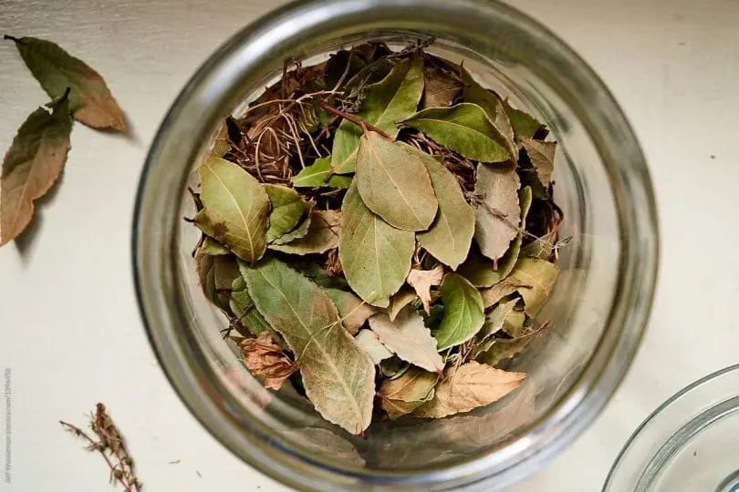 How to store bay leaves at home