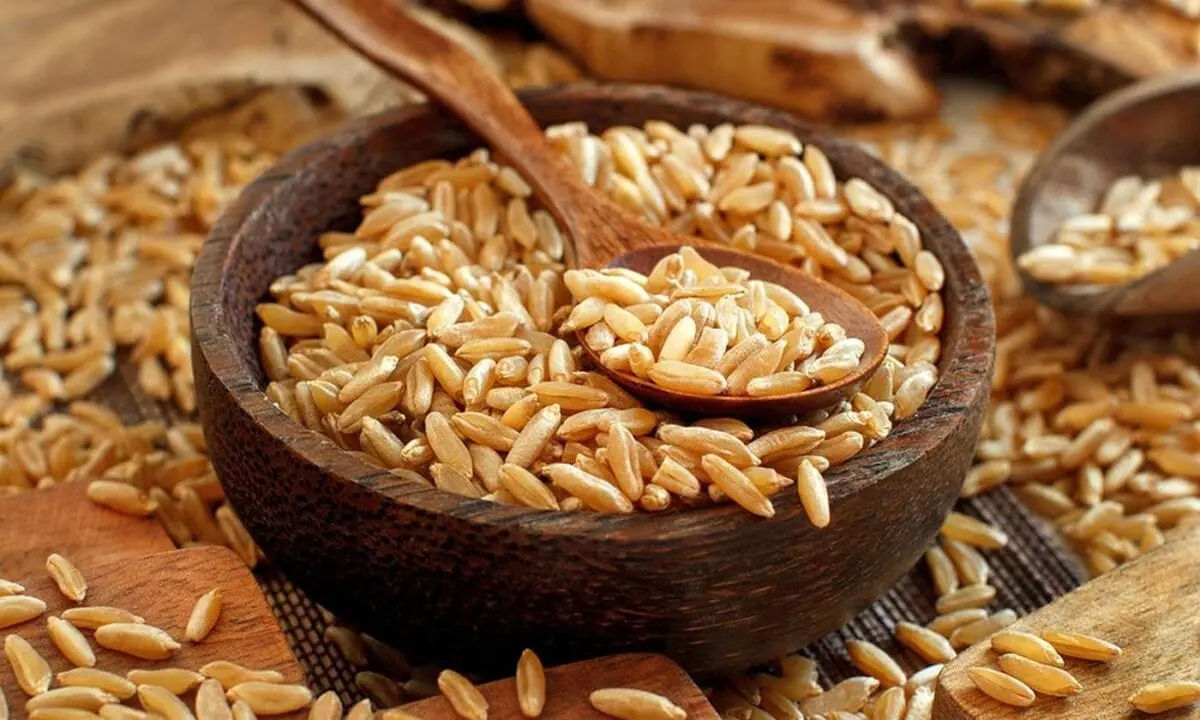 Kamut (Khorasan wheat), uncooked