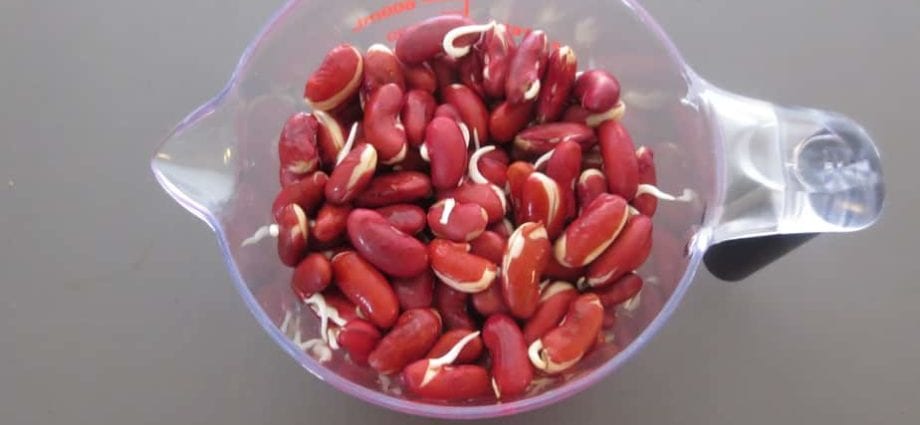 Kidney Beans, sprouted, boiled, with salt