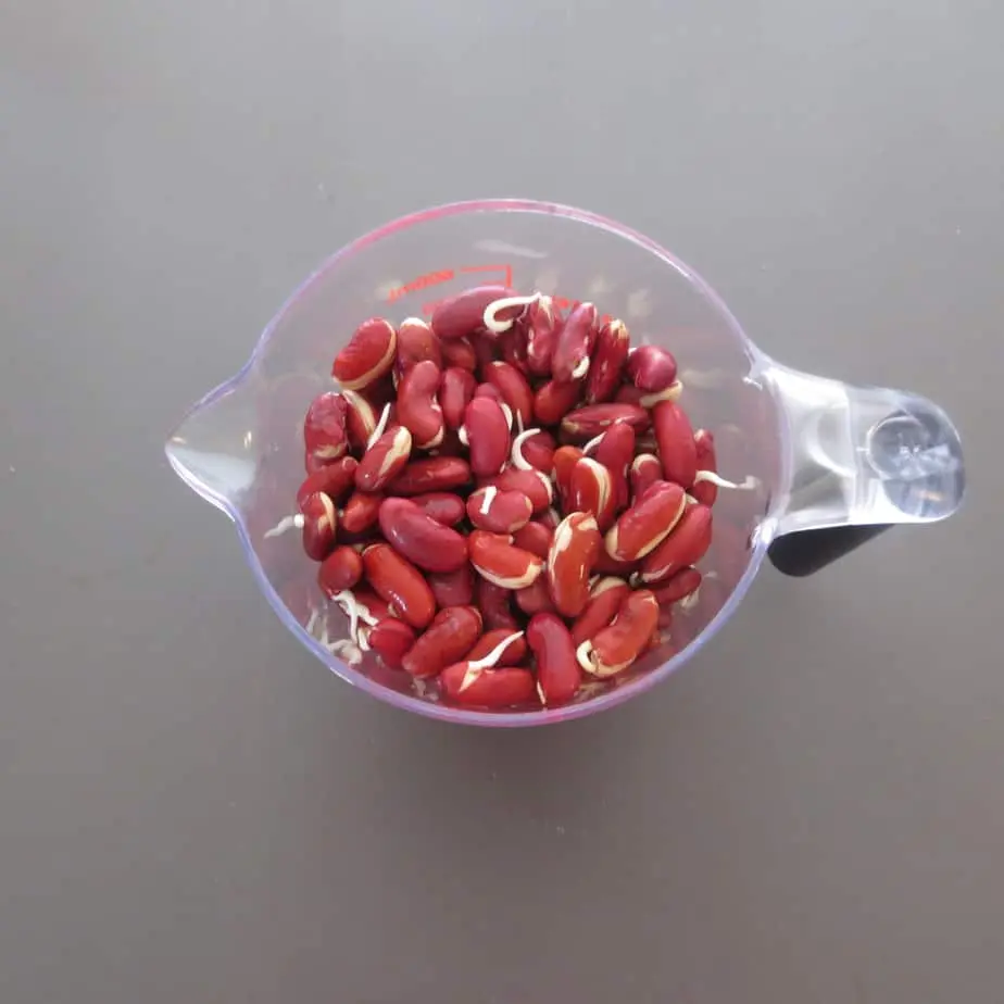 Kidney Beans, sprouted