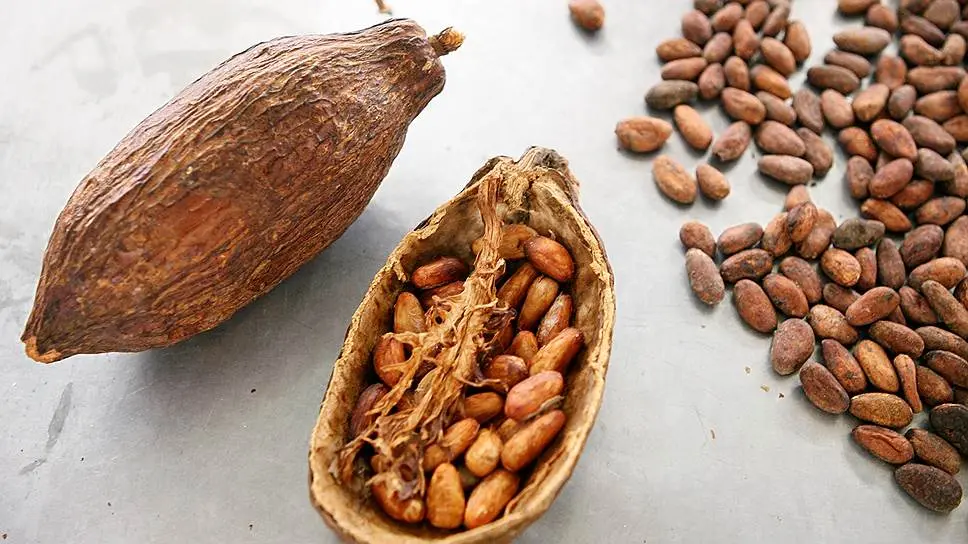 Calorie Cocoa beans. Chemical composition and nutritional value.