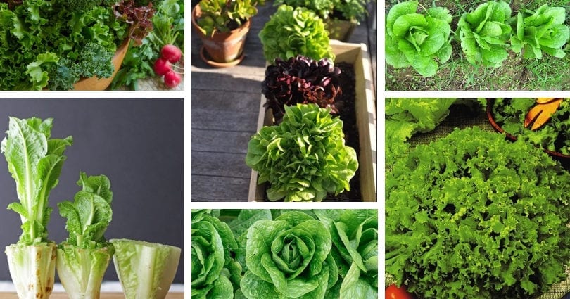 Lettuce leaves: 3 secrets to prolong their freshness