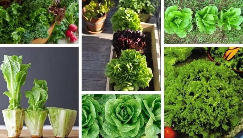 Lettuce leaves: 3 secrets to prolong their freshness