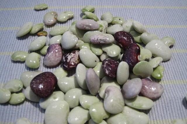 Lima beans, immature