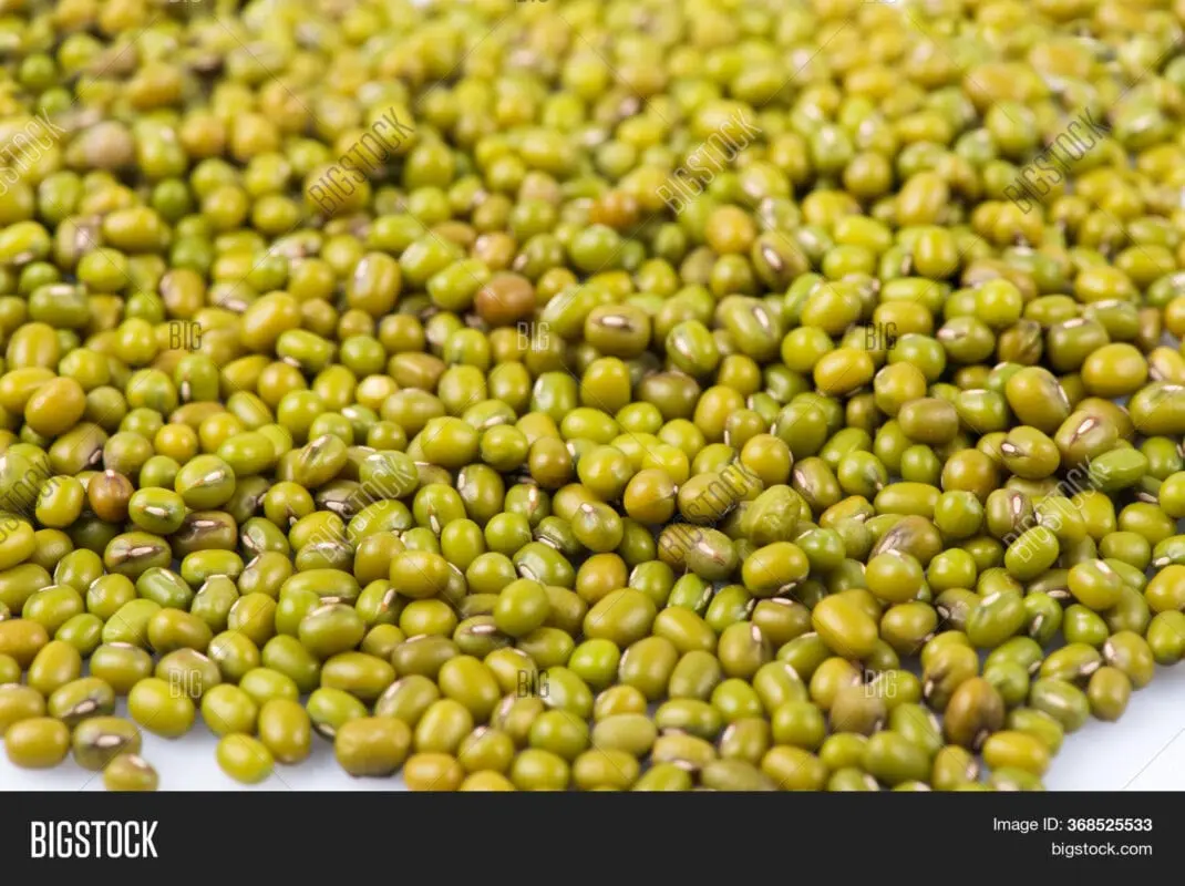 Mash (mung bean) sprouted seeds, canned, dry product without the marinade