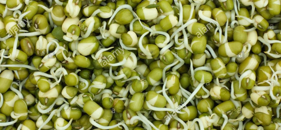 Mash (mung beans), sprouted, raw