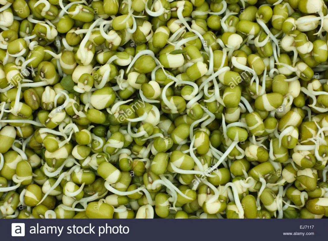 Mash (mung beans), sprouted, raw