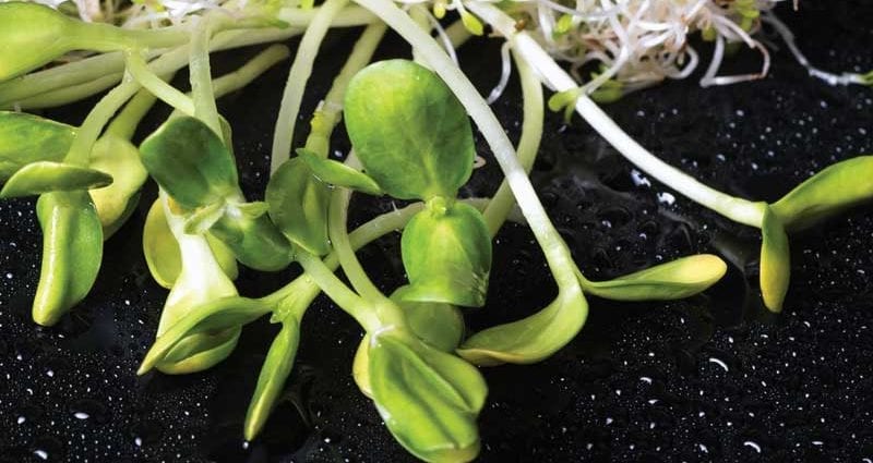 Microgreen &#8211; a new trend in healthy food