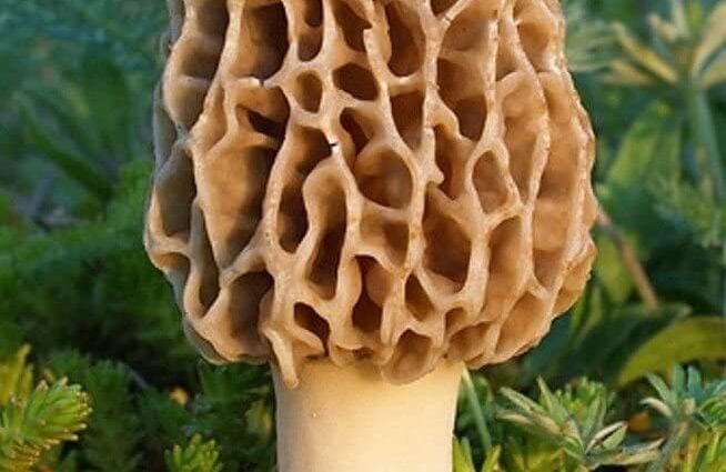 羊肚菌蘑菇