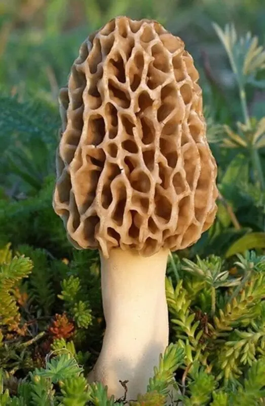 Morel mushroom