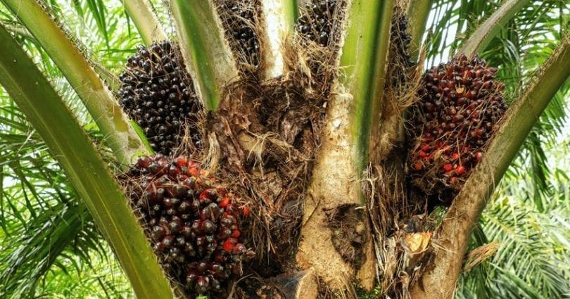 Palm oil (from the fruit of the oil palm)