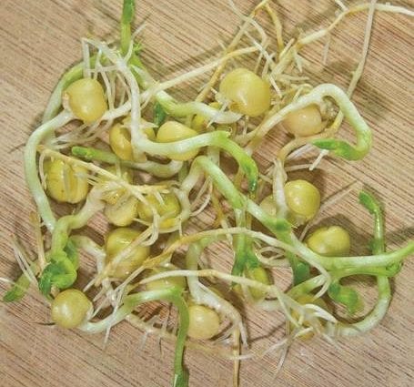 Peas, sprouted seeds
