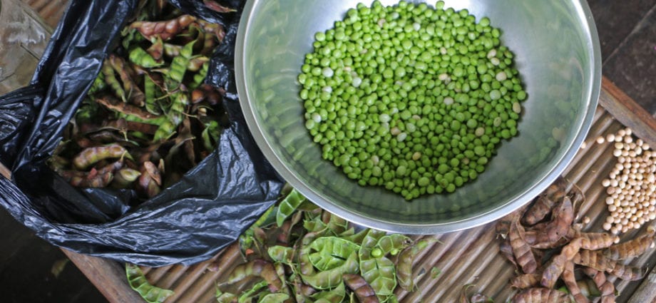 Pigeon peas, Mature