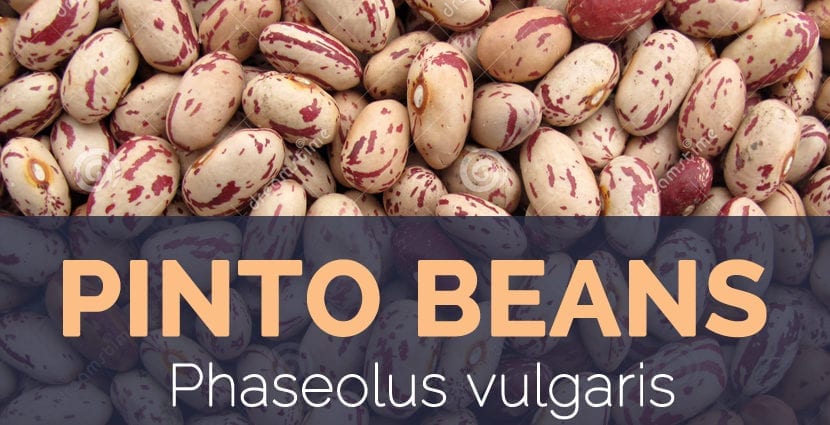 Pinto Beans (variegated), immature seeds, frozen, cooked, with salt