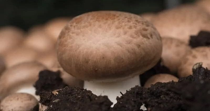 Portobello mushrooms grown under ultraviolet light