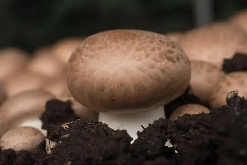 Portobello mushrooms grown under ultraviolet light