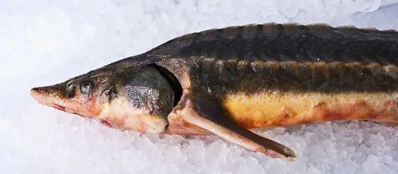 Recipe Sturgeon, beluga, stellate sturgeon, catfish with garnish. Calorie, chemical composition and nutritional value.