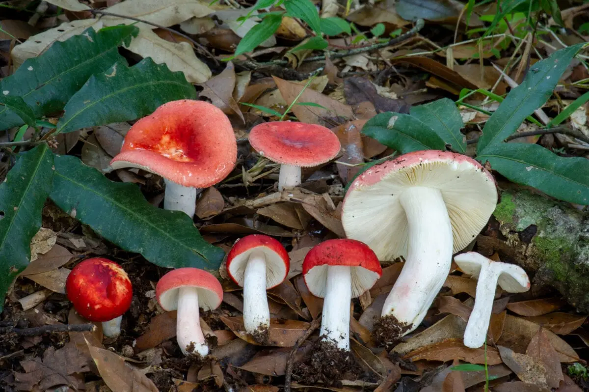 Russula Mushroom