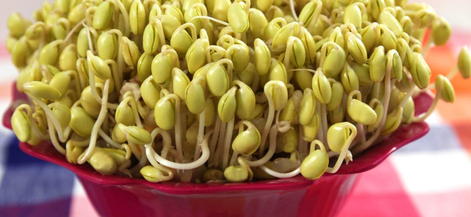 Soy beans, ripe sprouted seeds, fried