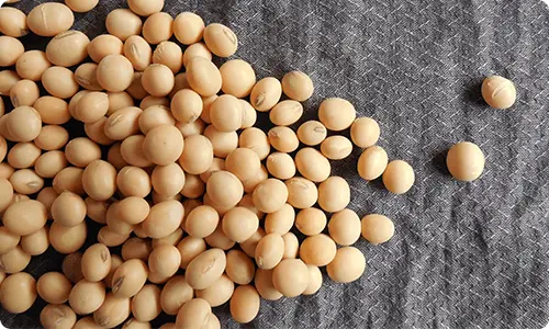 Soybean, grain