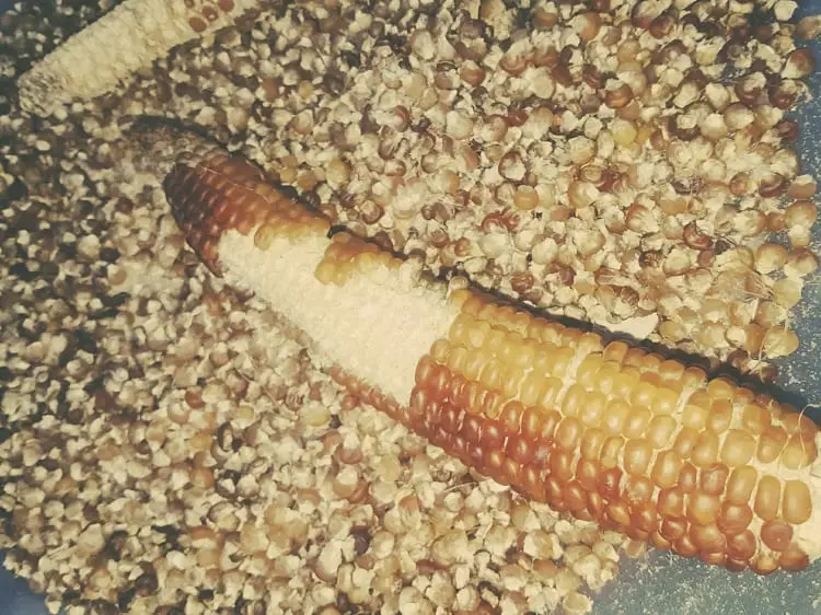Steamed white corn (Navajo)