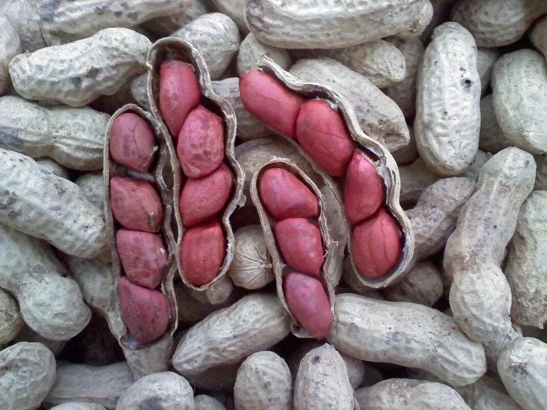 Valencia Peanuts