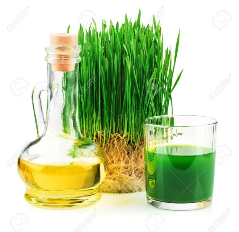 Wheatgrass oil