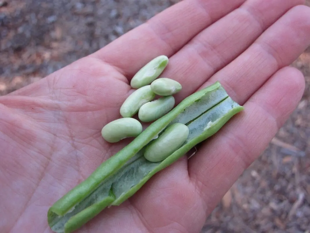 When Green beans, Mature seeds, cooked without salt