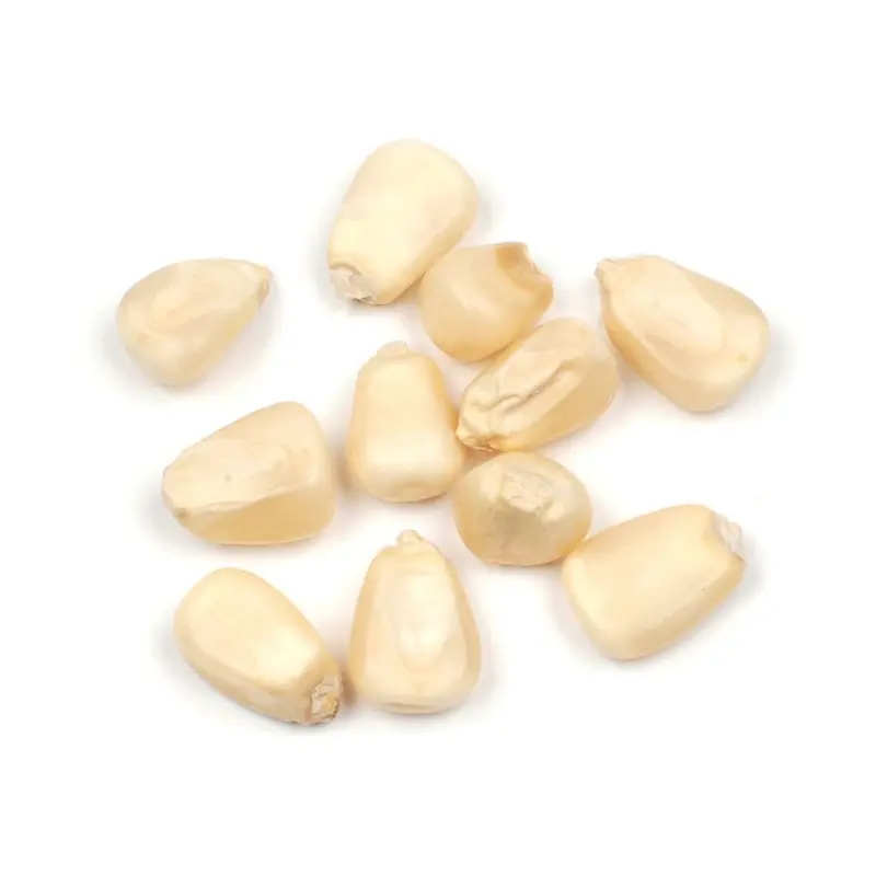 White corn, dry grain