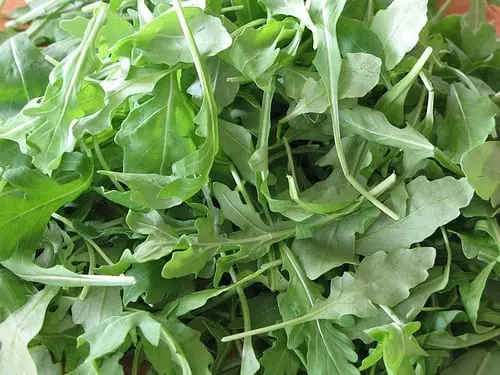 Why arugula is bitter and how to get rid of the bitterness