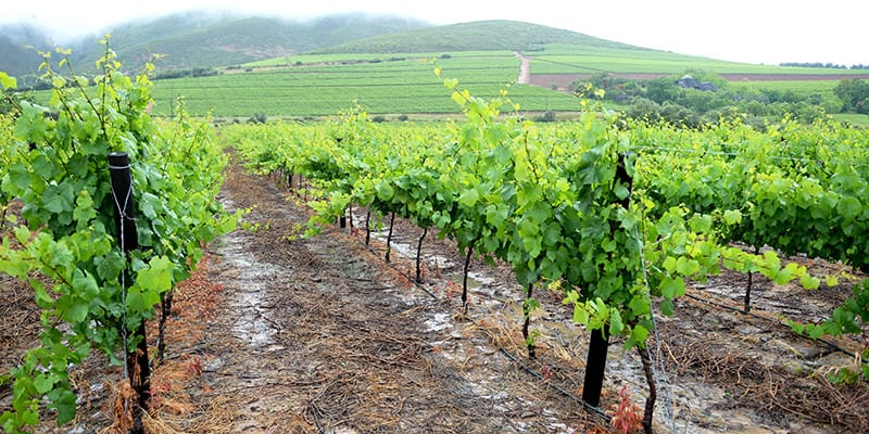 Víno z vinné révy rostoucí na sopce je nový gastro trend
