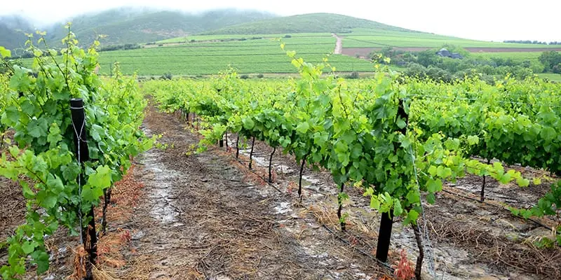 Wine from a vine growing on a volcano is a new gastro trend