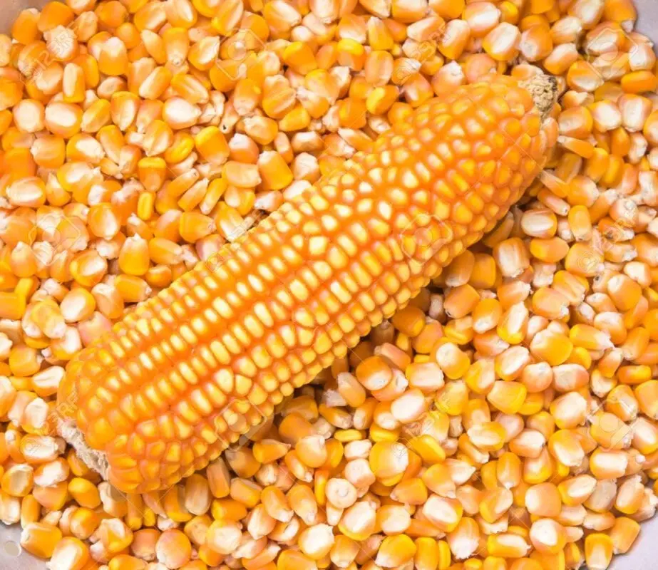 Yellow corn, dry grain