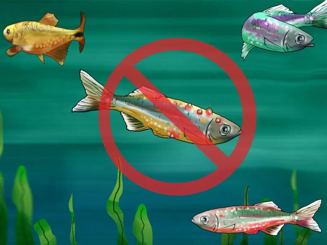 10 tips on how to choose the right fish