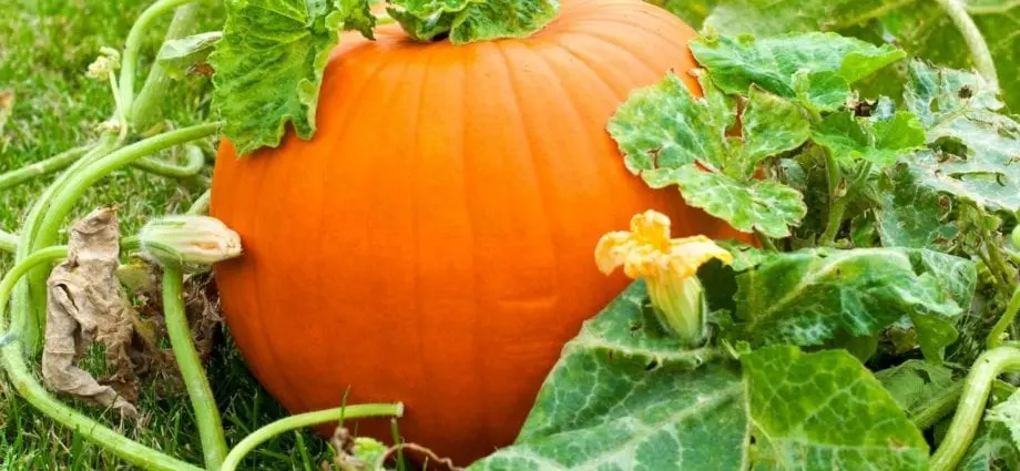 A pumpkin was grown, which by weight is about the size of a car