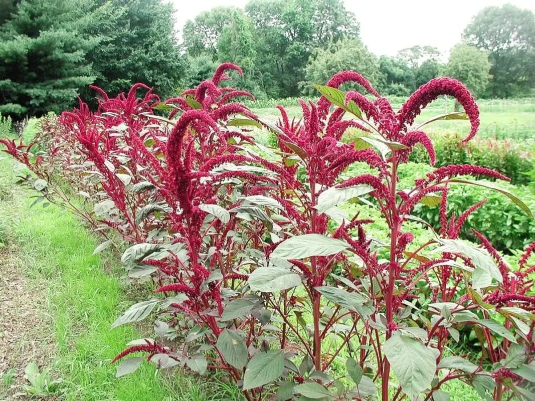 Amaranth is a healthy, gluten-free cereal. Amaranth recipe with vegetables