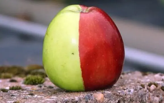 An unusual variety of apples was bred in Italy &#8211; red inside