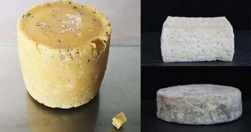 Bacterial cheeses made from celebrity bodies in London