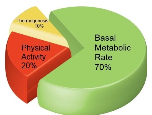 Basal metabolism