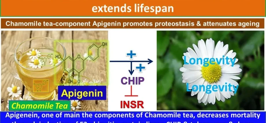 Chamomile tea and longevity