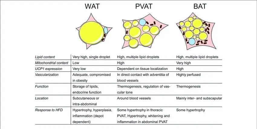 Characteristics of adipose tissue