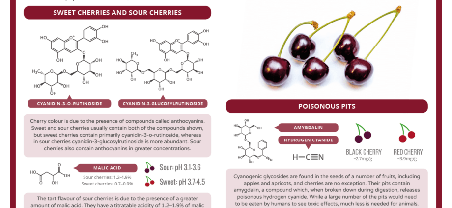 Kirsebær - kalorieindhold og kemisk sammensætning