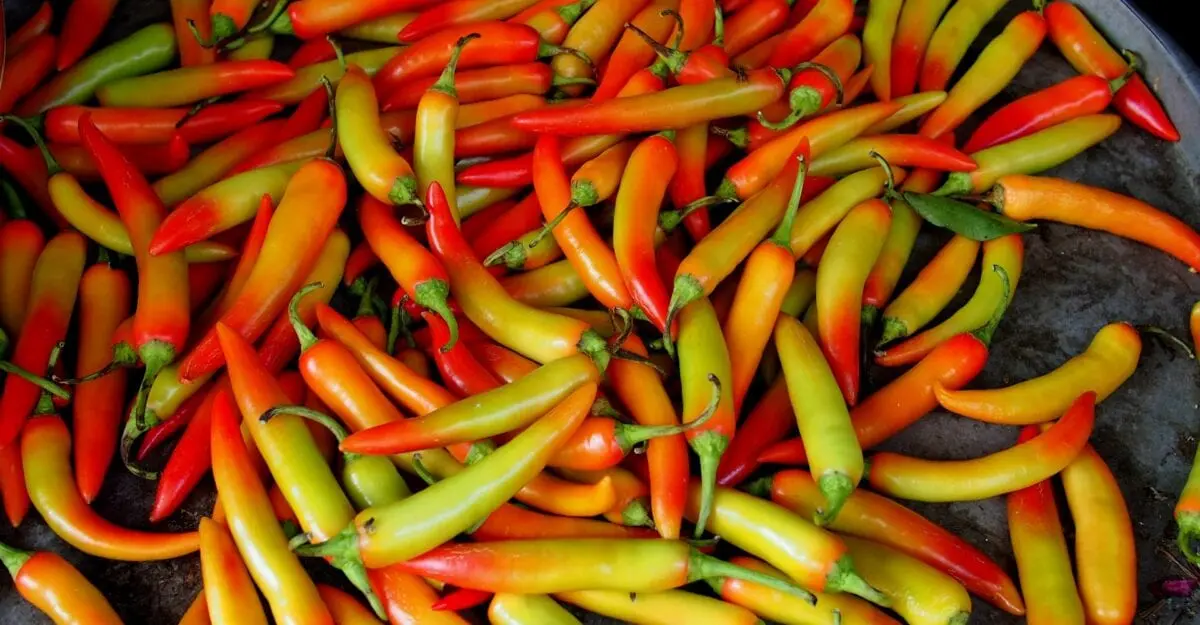 Chili Pepper Discovered New Amazing Property