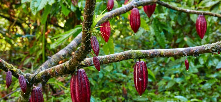 Kakaofrukter och kakaobönor - odling, industriell bearbetning, chokladtillverkning