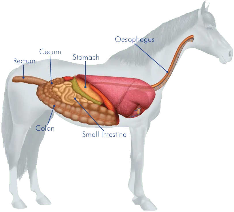 Digestif and &#8220;On a horse!&#8221;: What should be served to guests at the end of the feast