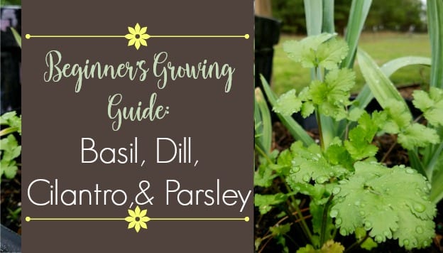 Dill, parsley, basil: how to properly prepare different herbs
