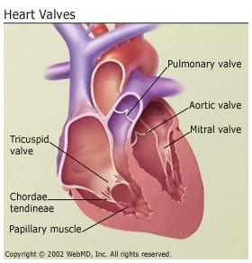 Diseases of the cardiovascular system