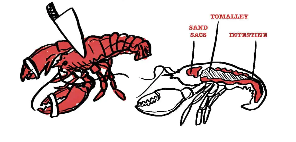 Do crayfish squeak when you cook them?